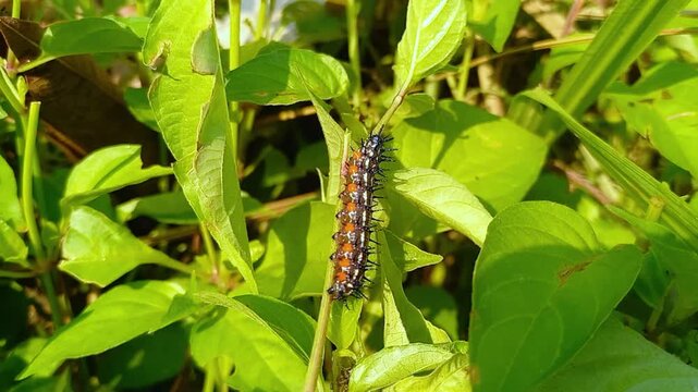 Colorful Caterpillar Crawling on Green Leaves in Natural Habitat, 4K Macro Wildlife