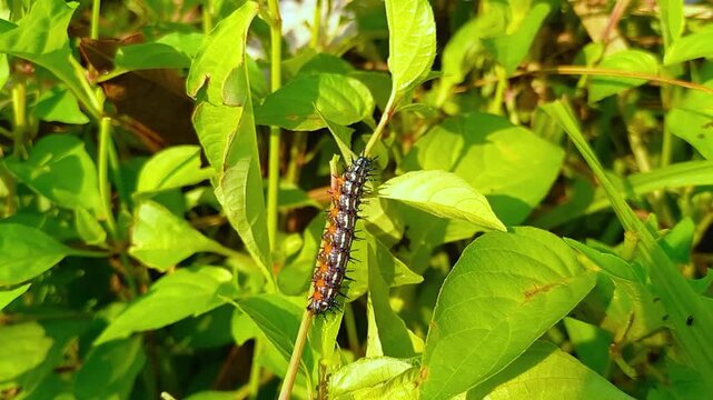 Colorful Caterpillar Crawling on Green Leaves in Natural Habitat, 4K Macro Wildlife