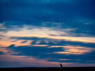 Fischreiher auf einem Feld nach Sonnenuntergang