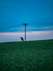 Reiher in der N&auml;he eines Strommasts nach Sonnenuntergang