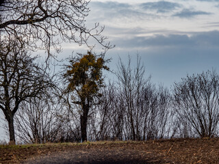 Baum mit vielen Misteln im Winter