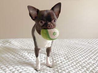 Chihuahua puppy with a ball