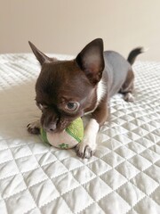 Chihuahua puppy with a ball