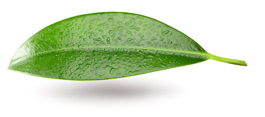 Obraz premium citrus leaf isolated on white background. clipping path