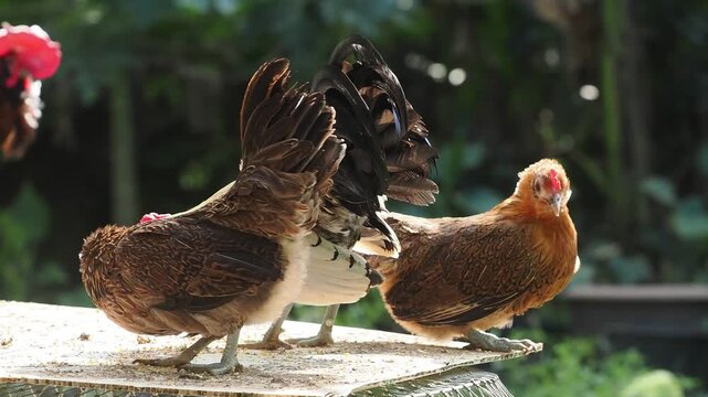 Many breeds of bantam chickens are on the farm