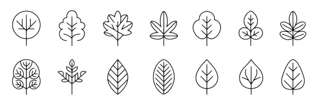 Leaves collection with hand-drawn sketches showcasing various leaf shapes, line art style, minimalist black outlines, botanical illustration, eco-friendly design, natural motifs, suitable for educatio