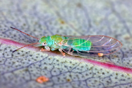 Adult, winged insect of Red Gum Lerp Psyllid, Glycaspis brimblecombei. Insect native to Australia. Pest that feeds on eucalyptus trees.