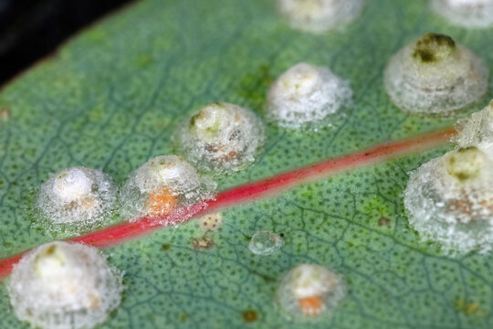 Larvae hidden under covers of waxy secretions. Red Gum Lerp Psyllid, Glycaspis brimblecombei. Insect native to Australia. Pest that feeds on eucalyptus trees.