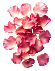 Close-up of layered pink rose petals, isolated on black background