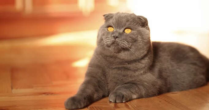 Beautiful Scottish fold cat resting in a cozy home. Purebred cat, gray color. Pets. 4K Slow motion