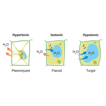 Plant Cell Osmosis Diagram: Plasmolyzed, Flaccid, and Turgid States in Hypertonic, Isotonic, and Hypotonic Solutions