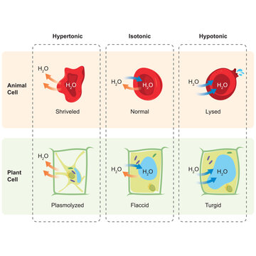 Comparison of Osmosis Effects on Animal and Plant Cells in Hypertonic, Isotonic, and Hypotonic Solutions