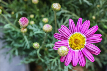 Fototapeta premium Pink marguerite daisy flower in full bloom with soft elongated petals and golden center against green foliage, representing freshness mindfulness seasonal nature and quiet balance.