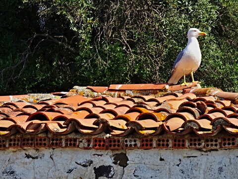 Greece - view of the seagull on Monolia island near  the town of Kamena Vourla on the mainland
