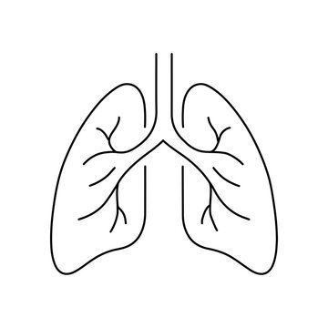 Human Lungs Anatomy Line Illustration, Respiratory System Vector