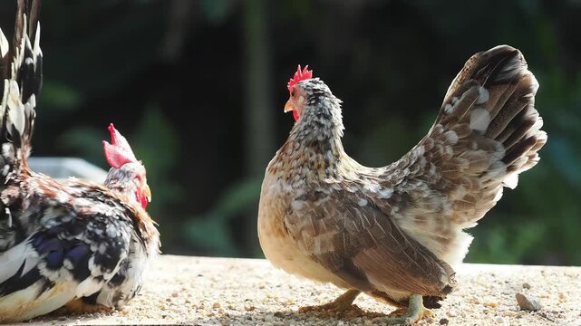 Many breeds of bantam chickens are on the farm