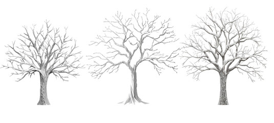 Beautiful snow-covered tree isolated on transparent background