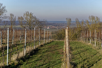 Obraz premium Winter Vineyard in Ipsheim, Bavaria