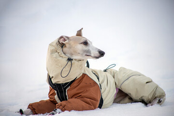 dog in winter clothes