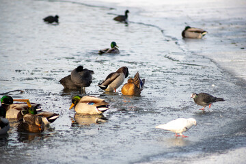 ducks in the snow