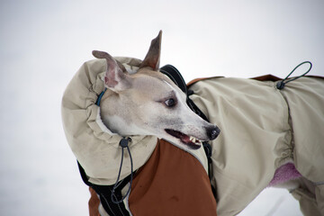 dog in winter
