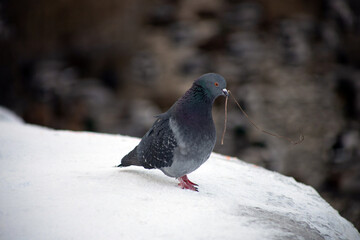 pigeon on the snow