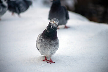 pigeon on the ground
