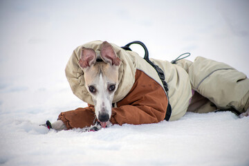 dog in winter