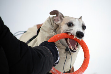 portrait of a dog in snow