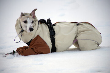 siberian husky dog in snow