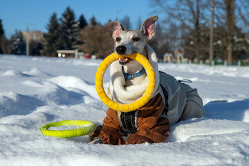 dog playing with snow