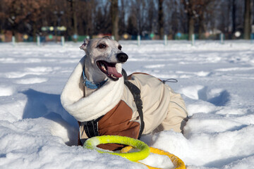 dog playing in snow