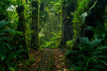 green forest in the morning