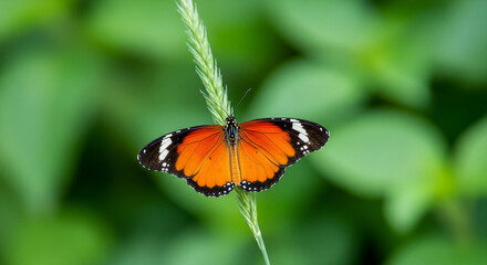 Obraz premium Büyük Mor Bakır » Lycaena alciphron » Purple-shot Copper