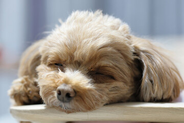 椅子で寝ているトイ・プードル