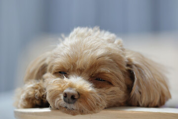 椅子で寝ているトイ・プードル