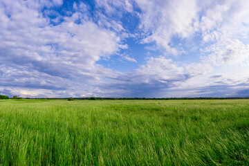 Obraz premium Green landscape of the Bogolyubovsky Meadow in sunset, Vladimir region of Russia