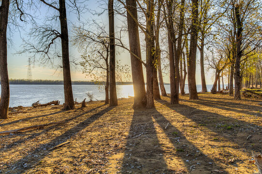Sunset on the Ohio River Behind the Trees. Sunlight filters through a stand of tall trees on the Ohio River, casting long shadows across the ground, with a tranquil body of water 