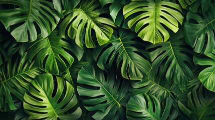 Tropical leaves in a jungle setting.
