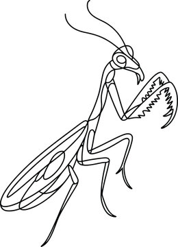 A simple line drawing of a prayingmantis standing on its hind legs