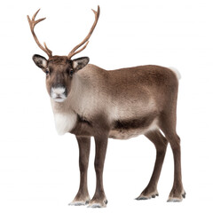 Fototapeta premium Majestic reindeer standing tall, isolated on a black background.