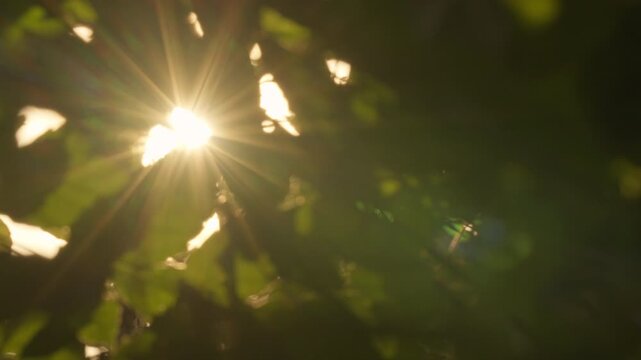 Golden sunburst shimmering through dense green leaves with wind motion. Magical sunflare and starburst effect peeking through thick forest foliage in the breeze. Background Boken