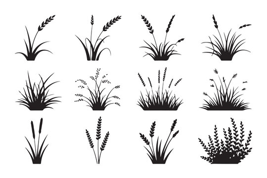 Set of grass silhouettes black vector collection of various plants isolated on white background