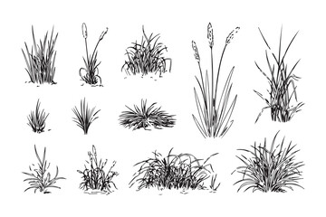 Collection of hand drawn grass and cattail plant sketches vector illustration