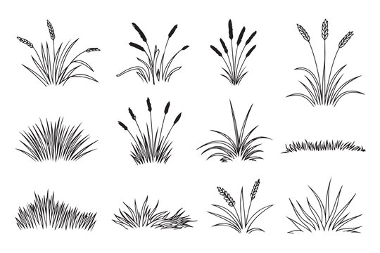 Set of black and white line art illustrations depicting various types of grass and sedges