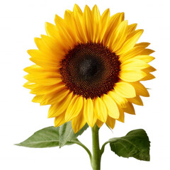 Radiant sunflower with vibrant yellow petals in full bloom.