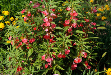 Obraz premium blooming balsam in the garden