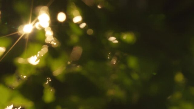 Golden sunbeams shimmering through lush green forest foliage with gentle wind. Magical sunflare and starburst effect peeking through thick forest foliage in the breeze. Background Boken