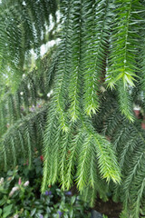 SINGAPORE - DECEMBER 25, 2025: Breathtaking botanical landscapes and futuristic architecture inside the Flower Dome and Cloud Forest conservatories at Gardens by the Bay.