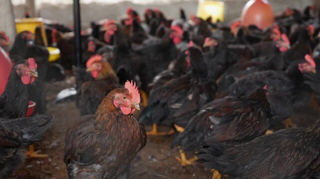 Rows of black chickens crowd a confined poultry shed, feeders and drinkers hanging above as birds move slowly across the littered floor. Industrial poultry farming.